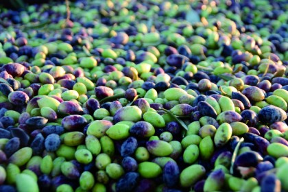 Творящий плод дерева, Керем Красанти, оливковое масло, Офра